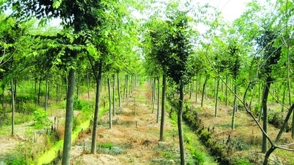 浙江:烏鎮(zhèn)苗木合作社 -全球花木網(wǎng)信息頻道