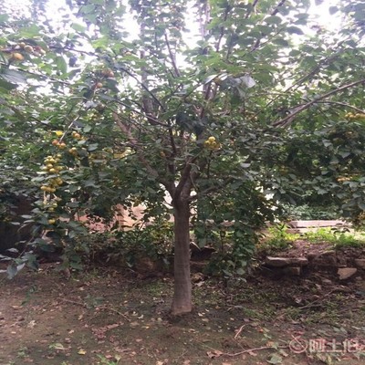 【誠信經(jīng)營海棠苗廠家西府海棠的用途】泰安高新區(qū)旺運(yùn)苗木中心 - 產(chǎn)品庫