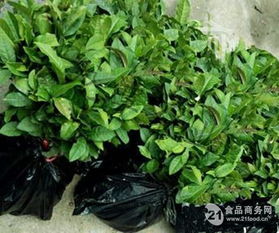 茶苗批發(fā) 信陽毛尖茶苗 茶葉苗 綠化苗木價(jià)格,產(chǎn)品報(bào)價(jià)