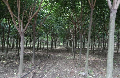 規(guī)范化管理培育精品苗木,凱創(chuàng)園林對(duì)各苗圃苗木生長情況點(diǎn)評(píng)