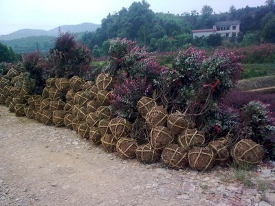 紅花繼木-紅花繼木產(chǎn)品圖片-紅花繼木價格信息|湖南省益陽市永隆苗木基地供應商|湖南花木網(wǎng)提供