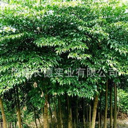 供應(yīng)海南綠化苗木晃傘楓