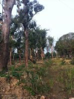 綠化苗木產(chǎn)品,苗木圖片信息 206