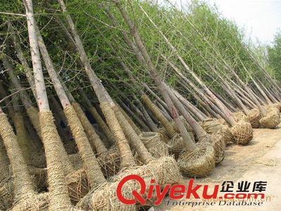 邳州市飛越銀杏苗木購(gòu)銷部：專業(yè)供應(yīng)銀杏樹(shù)與嫁接銀杏樹(shù)，打造優(yōu)美庭蔭景觀