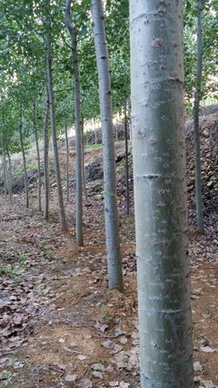 速生楊苗木 特點(diǎn)、栽培與管理