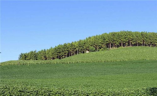 國家造林計劃 苗木人的無限商機