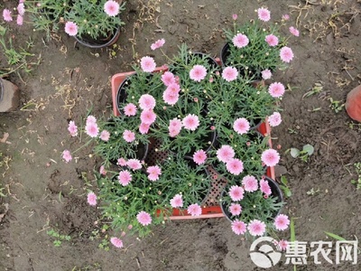 瑪格麗特花苗木基地直銷 高品質工程苗，私享優(yōu)惠報價
