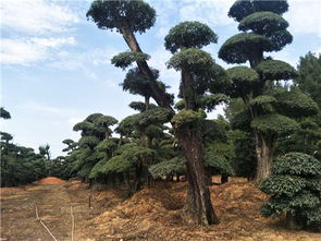 科研成果推動精品苗木產業(yè)發(fā)展