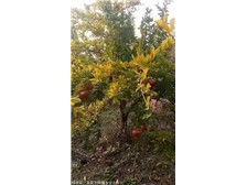 絳縣森之泉苗木種植專業(yè)合作社 優(yōu)質苗木，綠色生態(tài)的守護者