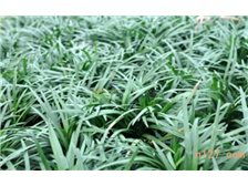 郴州市蘇仙區(qū)宏達草皮苗木基地 苗木產品展示