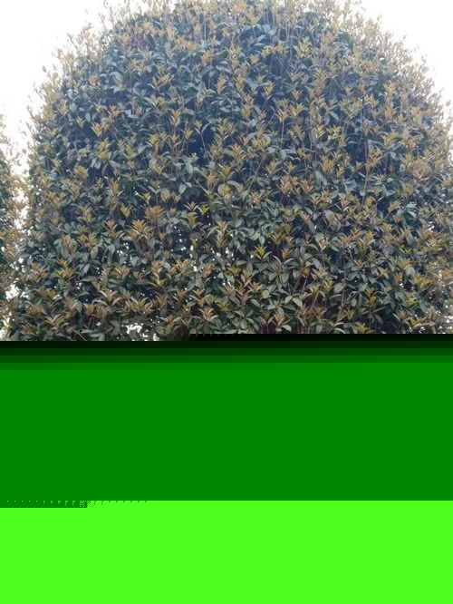 八月桂高分支產地直銷 工程綠化苗木的優(yōu)質選擇