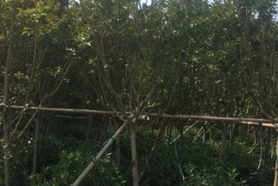 北京紫薇工程苗批發(fā)與銷售價格分析