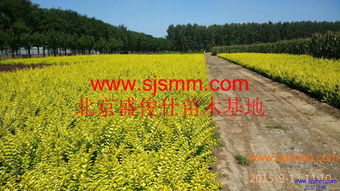 北京通州300畝苗圃 大量供應金葉女貞及30余種苗木，專業(yè)承接各類綠化工程