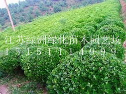 小葉女貞球 江蘇綠洲綠化苗木園藝場的優(yōu)選綠化苗木