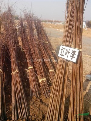 江蘇茂之森園林綠化苗木基地 匠心培育綠色未來