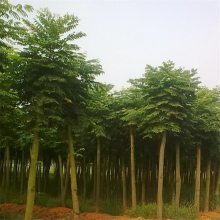 欒樹市場價(jià)格與黃山欒特性解析——聚焦8-15公分規(guī)格及南京浦口天昱生態(tài)苗木場供應(yīng)